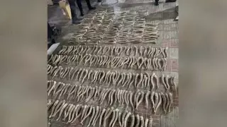 Алматы тұрғынынан 500-ге жуық киік мүйізі тәркіленді