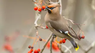 33 градусқа дейін аяз. 7 желтоқсанда ауа райы қандай болады?