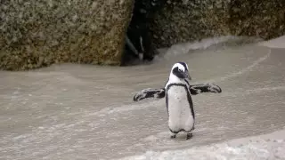 Пингвин жұмыртқалаған сәттің видеосы жарияланды
