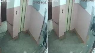 Павлодарда ер адам мысықты өлгенше соққыға жыққан