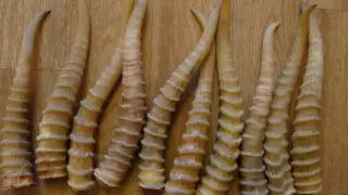 Талдықорғанда ақбөкен мүйіздерін сатпақ болған ауыл тұрғыны ұсталды