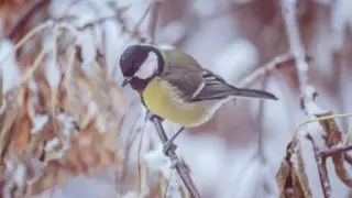 Солтүстікте боран, оңтүстікте 35 градусқа дейін аяз. Бүгінгі ауа райы болжамы