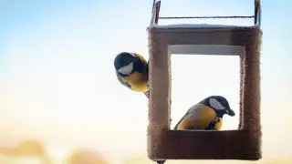 19 қаңтарға арналған ауа райы болжамы