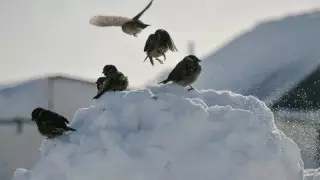 27 градусқа дейін аяз және қар. 24 қаңтарға арналған ауа райы болжамы