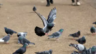 "Кептер ауламақ болған". Қызылорда облысындағы мектепте болған ТЖ туралы тың мәлімет шықты