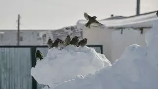 32 градусқа дейін аяз және жауын-шашын: 14 ақпанға арналған ауа райы болжамы