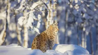 Оңтүстікте жаңбыр, солтүстікте 30 градус аяз: 17 ақпанға арналған ауа райы болжамы