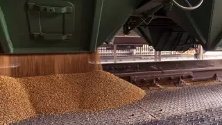 ҚМА ресейлік астықты Қазақстан арқылы заңсыз импорттау схемасын әшкереледі