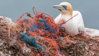 Туристер Вьетнамды апатқа ұшыратуы мүмкін