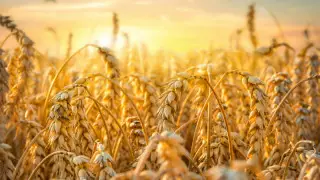 Қазақстанда жылына 10 миллион тонна бидай жиналмай отыр - Смайылов