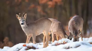 23 ақпанға арналған ауа райы болжамы