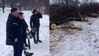 Алматыда тау бөктеріндегі ағаштарды кесу сәті видеоға түсірілді