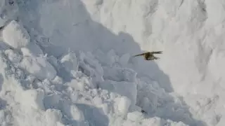 Тәжікстанда қар көшкінінен үш адам қаза тапты