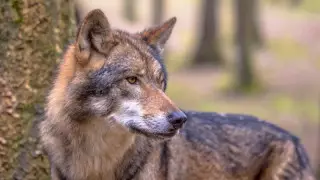 "Сипамақ болған". Өскеменде хайуанаттар бағындағы қасқыр қызды тістеп алды