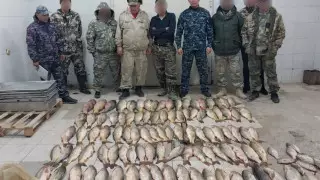 Түркістандық полицейлер көліктің жүксалғышынан 160 келі балық тәркіледі