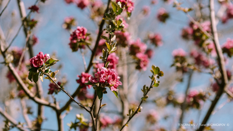 Фото: Tengrinews.kz/Тұрар Қазанғапов