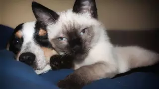 Жаңа ережені бұзған ит пен мысық иелері қалай жазаланатыны белгілі болды