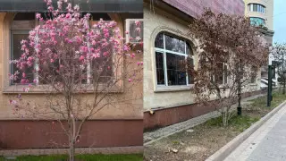 Алматылықтар қала ортасындағы ағаштардың кесілгеніне шағымданды