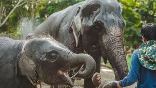 Үндістанда құтырған пілдер бірнеше адамды өлтірді