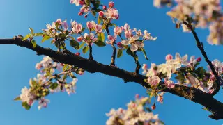 Cәуірде ауа райы қандай болады?