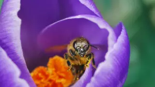 Таиландта ер адамды ара шағып мерт болды