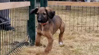 Порно видеолардағы бодибилдер әйелдер