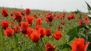 Қызғалдақтарды жұлып, таптағандарға қандай шара қолданылады?