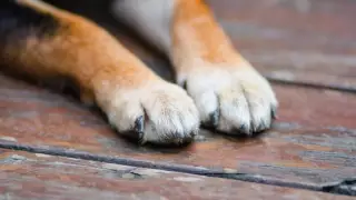 Атбасарда көшедегі итті сойып, етін жемек болғандар ұсталды