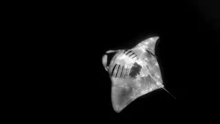 Мексикада туриске "теңіз шайтаны" шабуылдады