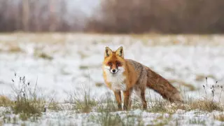 Қар, көктайғақ, тұман. 18 сәуірге арналған ауа райы болжамы