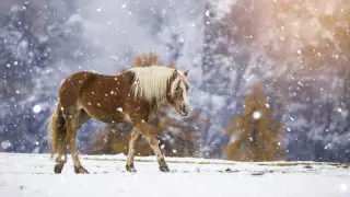 13 градус аяз және қар: 19 сәуірде ауа райы қандай болады?