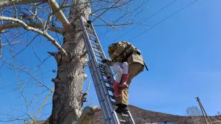 Риддерде 11 жастағы қыз биік ағашқа шығып, түсе алмай қалған