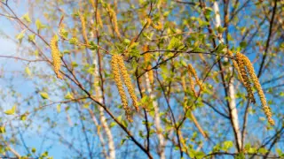 Жаңбыр және жел. Қазақстандағы 26 сәуірге арналған ауа райы болжамы