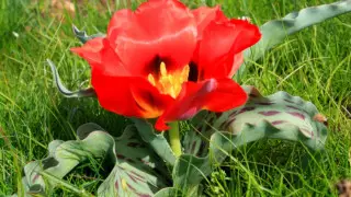 Қызыл кітапқа енгізілген Борщов қызғалдағы гүлдеді