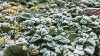 Алдағы үш күнге арналған ауа райы болжамы