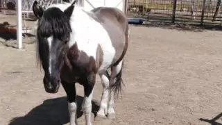 Қарағандыдағы хайуанаттар бағында ат үркіп, адамдарды жарақатады