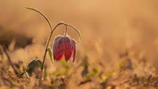 Қазақстанда алдағы күндері ауа райы қандай болады?