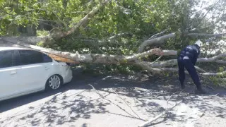 Шымкентте күшті желден ағаш құлап, көлікті басып қалды