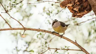 Жел, шаңды дауыл, тұман: 5 мамырға арналған ауа райы болжамы