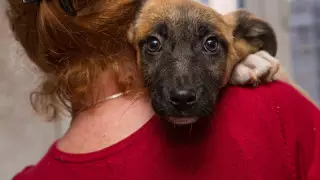 Алматыда жануарлар құқығын қорғауға арналған бейбіт митинг өтеді