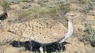 Бейнені қараңыз, сіз Галды сорасыз.
