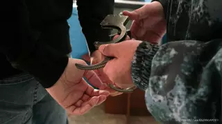 Алматыда жезөкшеге қарақшылық шабуыл жасаған күдікті ұсталды