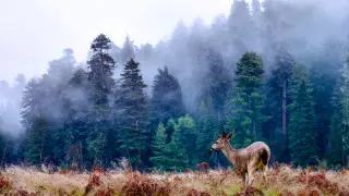 Алдағы үш күнге арналған ауа райы болжамы