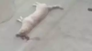 Степногорск тұрғыны көршілерінің көзінше итті 5-қабаттан лақтырып жіберген