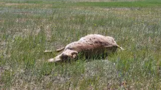 Батыс Қазақстан облысында киіктердің қырылу себебі аталды