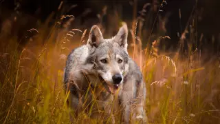 Шымкент зообағында қызыл қасқыр күшіктеді