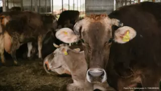 ІІМ операциясы: Қазақстанның әр өңірінде 19 қылмыстық топ ұсталды