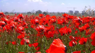 Skype порно веб-камера