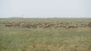 "Шешім жоқ" - БҚО әкімі батыстағы киіктердің жағдайы туралы