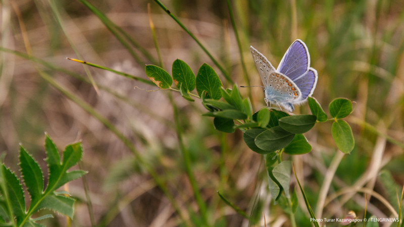 Фото ©️ Tengrinews.kz / Тұрар Қазанғапов